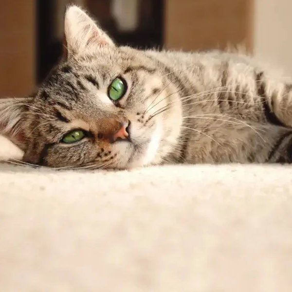 Pet Friendly Carpet flooring in Newbury Park, CA