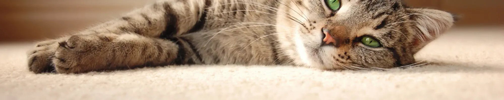 Pet friendly carpet flooring installation in Calabasas, CA